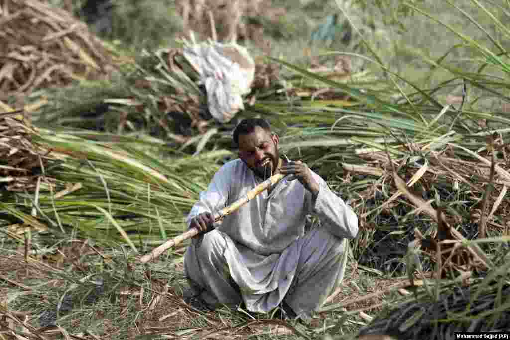 A man eats sugarcane in a field on the outskirts of Peshawar, Pakistan.