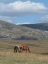 Wild horses, a tourist attraction in Livno, in the west of Bosnia and Herzegovina