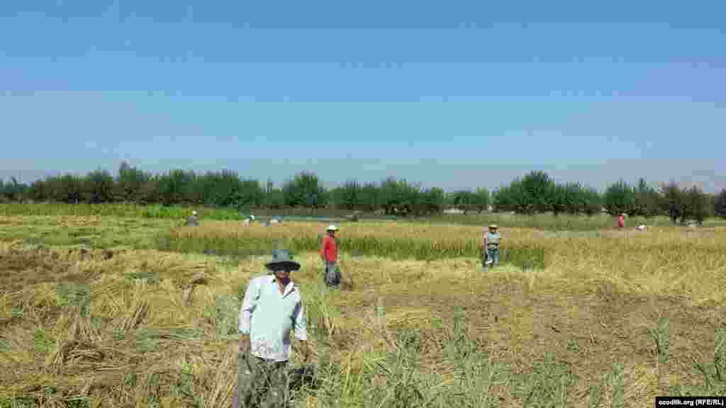 Душанбе яқинидаги Ваҳдат тумани шоли майдонлари