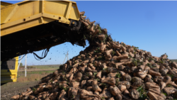 Diňle: Garagumda şeker şugundyrynyň hasylyny ýygnap almaga işçi ‘tapdyrmaýar’