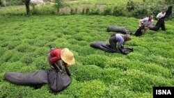 چایکاران در شمال ایران