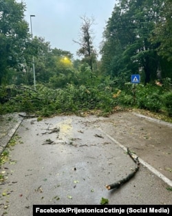 Erërat e fuqishme shkulën pemë në Cetinje, Mal të Zi.