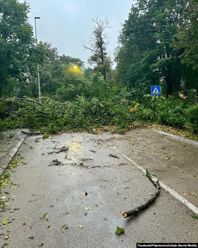 Erërat e fuqishme shkulën pemë në Cetinje, Mal të Zi.