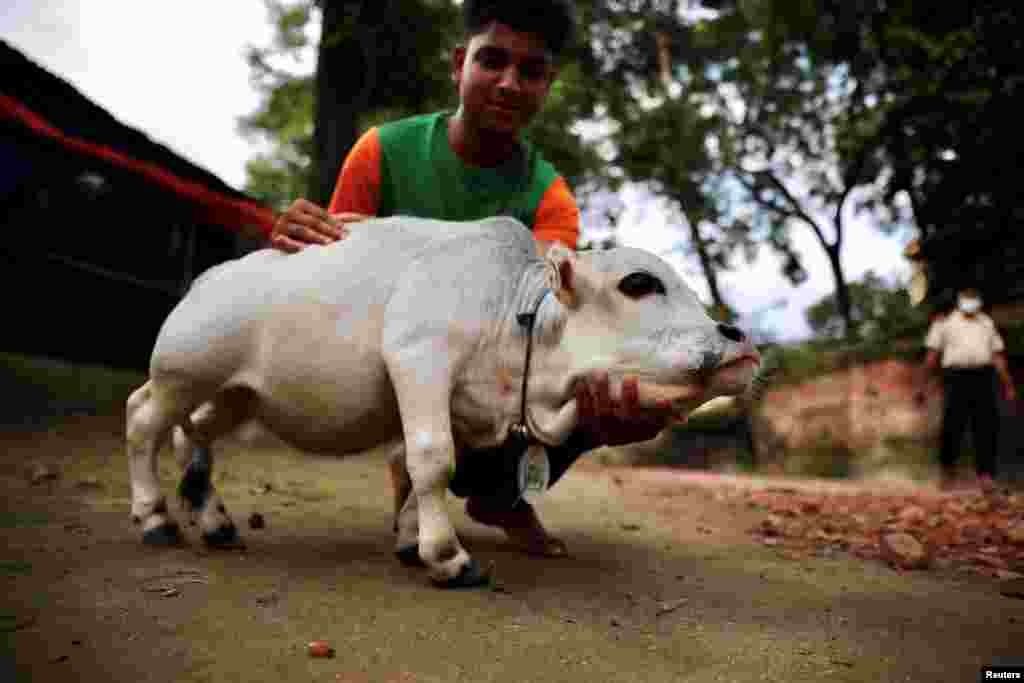 BANGLADESH-DWARF COW/