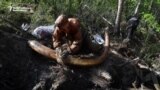 Siberia’s Mammoth Pirates