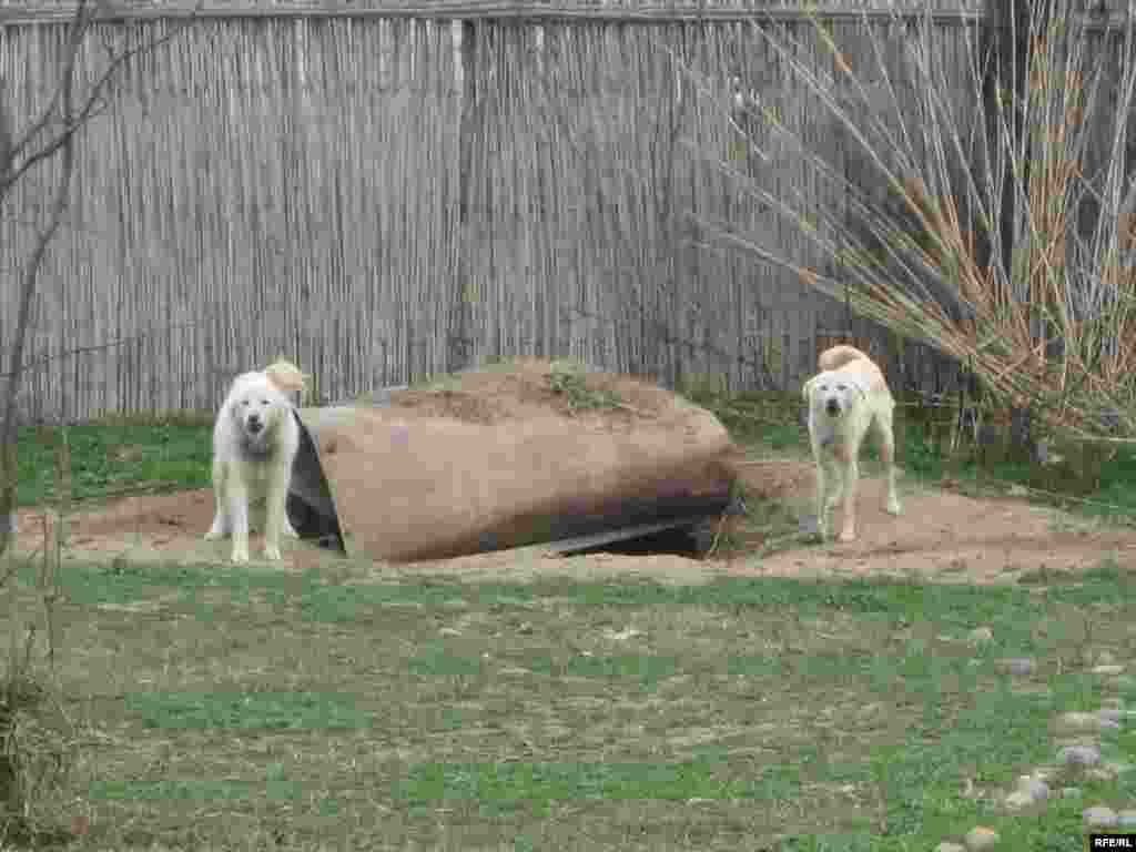 Köçkün düşərgələri #57