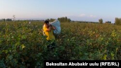 Терилген пахтаны көтөрүп бараткан дыйкан. Ноокен району. 