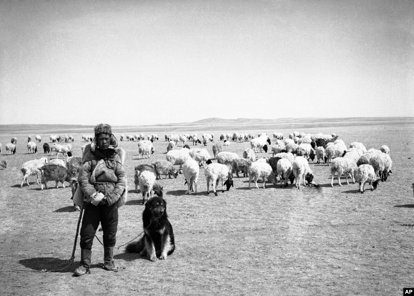 Një bari i ri mongol me kopenë e tij në vitet 1930.