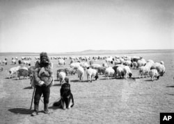 A young Mongolian shepherd with his flock in the 1930s