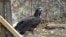 Instead of the romantic ending nature lovers were hoping for, one of Bulgaria's recently reintroduced black vultures was shot and killed by a poacher.