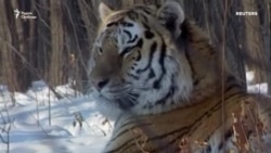 Тигры терроризируют Приморье, сюжет Никиты Куликова, Грани времени 29/03/25