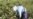 One Dead In Uzbek Stabbing Incident During Cotton-Picking