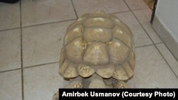 Сүрөттүн жаңылыкка тиешеси жок. 
