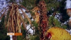 Вредители съели крымские пальмы (видео)