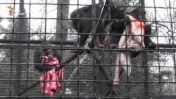 Мавпи у ялтинському зоопарку рятуються від холоду під ковдрами (відео)