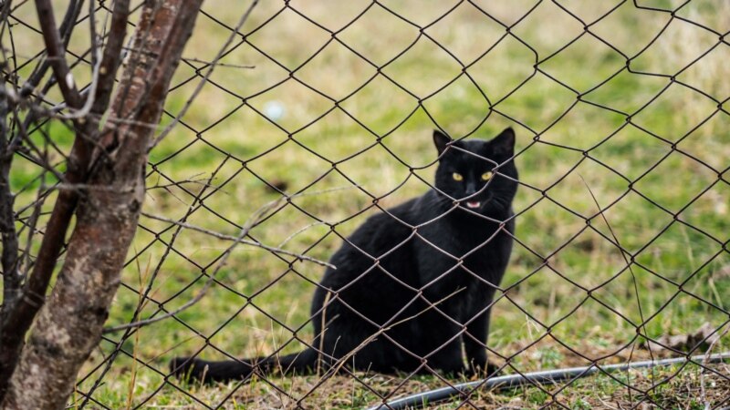 Черный кот в крымском селе Шевченково | Крымское фото дня