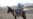 'Donkey Ambulance' Rides To The Rescue Of Afghan Women In Labor
