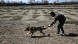 ۱۰۰ هزار تومان حق‌الزحمه برای زنده‌گیری سگ‌ها در ایران