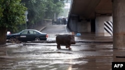 Վրաստան - Ջրհեղեղի հետևանքով Թբիլիսիի կենդանաբանական այգուց գետաձի էր փախել, 14-ը հունիսի, 2015թ․