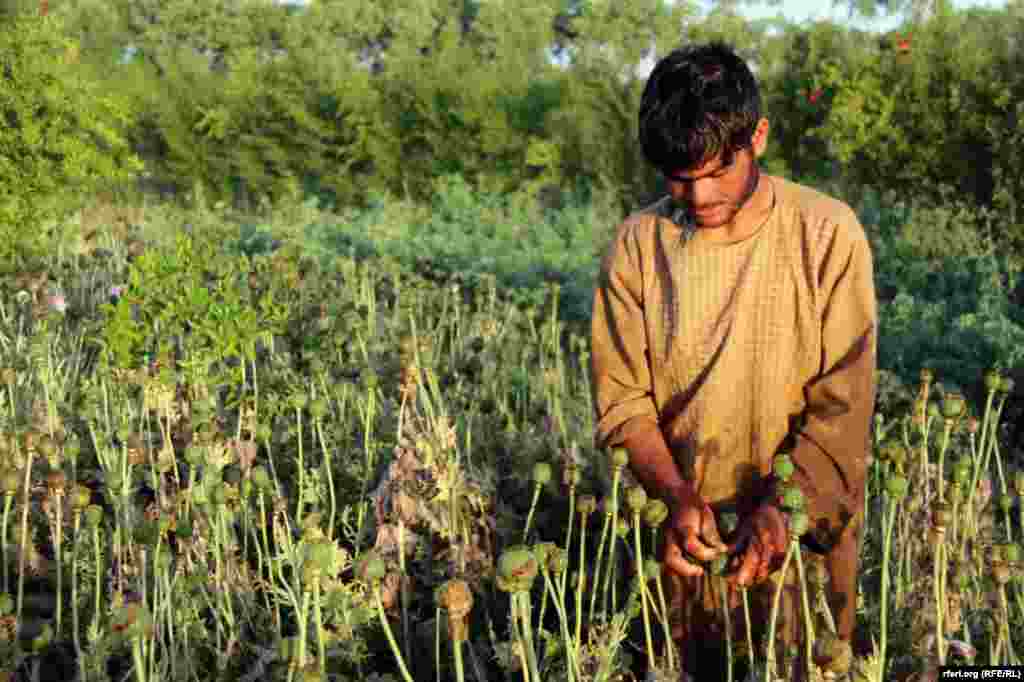 Qəndəhar vilayəti, 2017