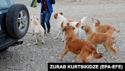 Иллюстративное фото (архив)