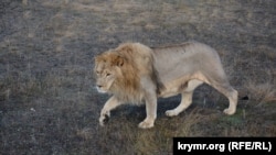 Лев Чук у кримській «савані» парку левів «Тайган». Крим, 2017 рік