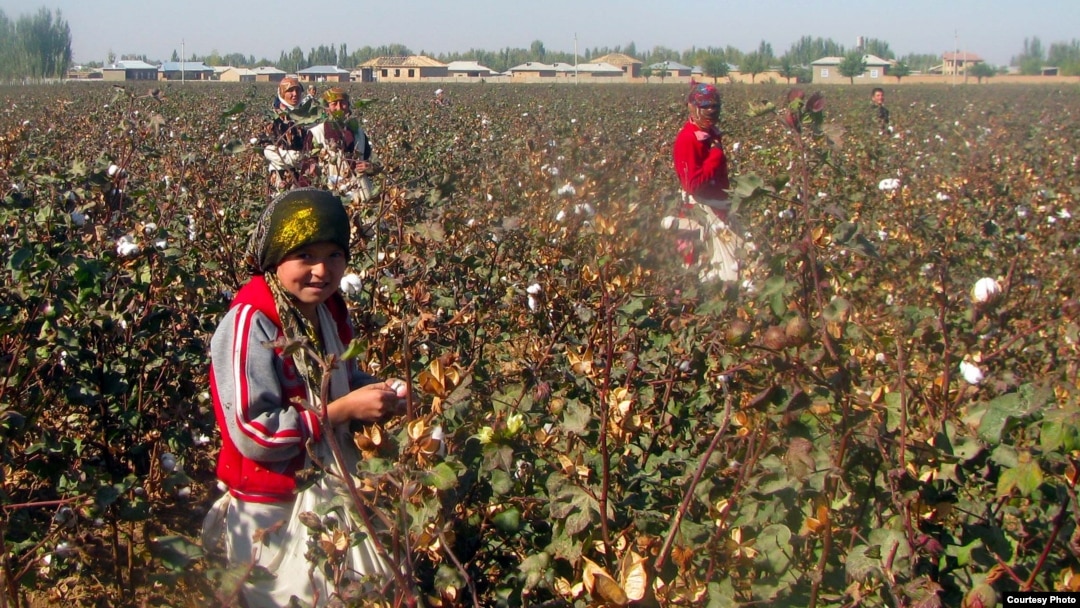Uzbek students pick cotton in Kashkadaryo earlier this month.