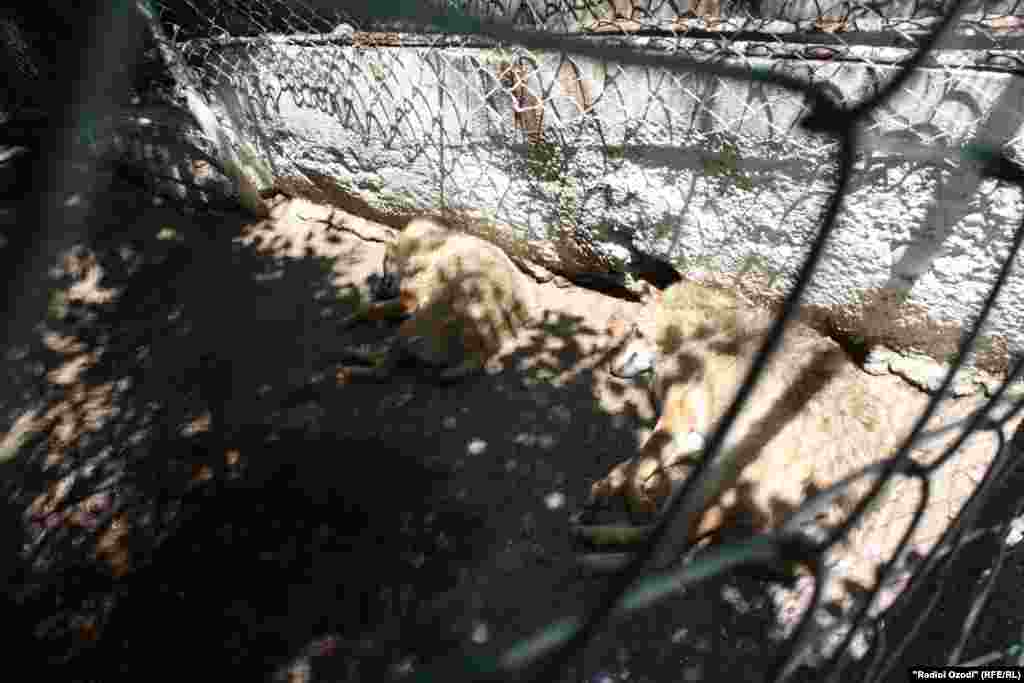 Шағолҳо дар Боғи ҳайвонот қабл аз зӯҳр истироҳат доранд.