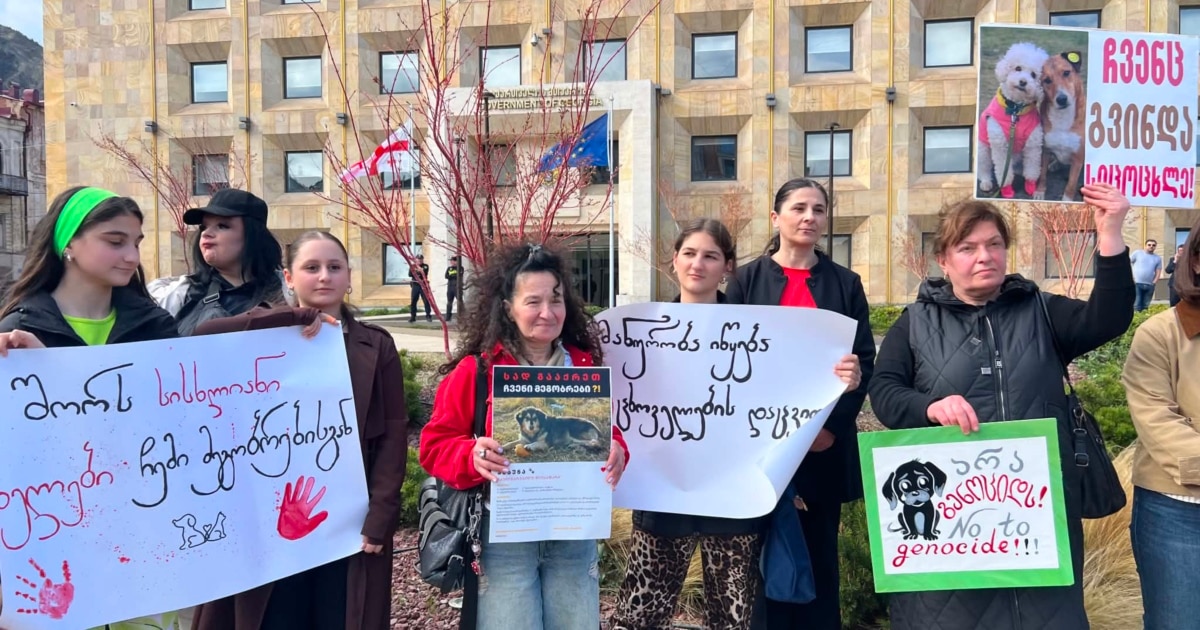 სად გადაგყავთ ძაღლები? - ცხოველთა უფლებადამცველების აქცია მთავრობით კანცელარიასთან