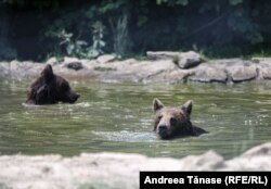 Urșii nu hibernează, ca în povești, cu lunile. Ei intră într-un somn profund timp de câteva săptămâni și se trezesc din când în când. Simțurile le rămân alerte în acest timp, așa că nici măcar urșii care hibernează nu ar trebui provocați.