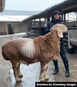 An image shared on the Arashan.kz Instagram page in December 2025 features an Arashan sheep named President.