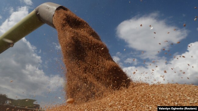 Analysts foresee Ukraine's grain output declining by more than half year-on-year in 2022. 