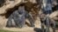 Gorillák a San Diego-i állatkert egyik társintézményében 2021. január 10-én.