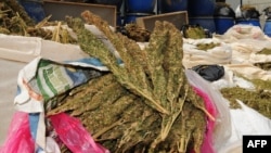 حاصل برداری چرس