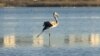 Kazakh Flamingos 