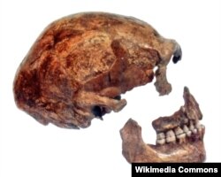 Бельгиянын “Тыңчы Үңкүрүндө” 1886-жылы табылган байыркы неандерталдыктардын биринин баш сөөгү.