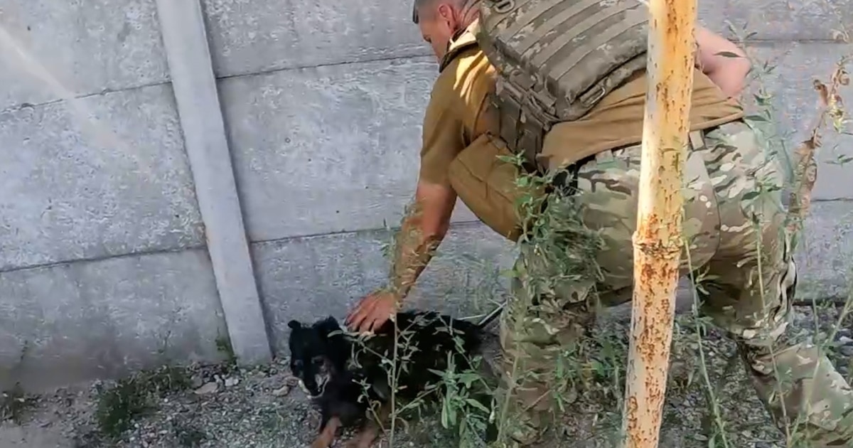 'They Save Us': Ukrainian Volunteers Rescue Pets Under Fire
