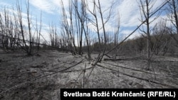 Požar je prošao selom Šušare u Deliblatskoj peščari, 24. avgust 2026. 