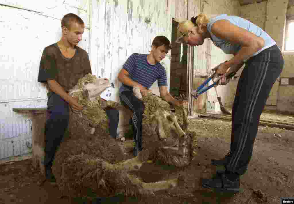 An employee clips the hooves of sheep before shearing them at a Belarusian state sheep farm in the village of Konukhi, some 150 kilometers southeast of Minsk. (Reuters/Vasily Fedosenko)