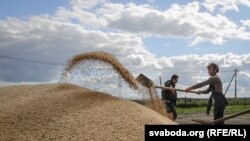 Уборка ўраджаю у 2016г. Ілюстрацыйнае фота