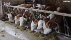 Как работает семейная ферма в Германии