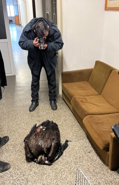 Няма обвинени за отравянето на лешояди от защитени видове в