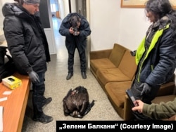  Екип н „ Зелени Балкани “ снима една от мъртвите птици 