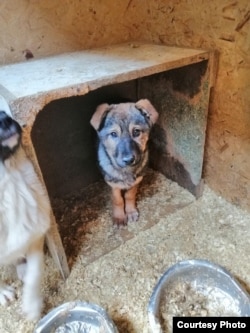 Бездомная собака в «Астана Ветсервис», предприятии, которому государство платит за «отлов и уничтожение животных».