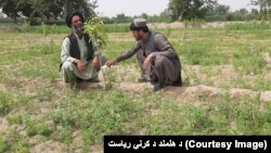 ښاغلی الکو وايي تر دې مهاله دې نوېو جوړېو شوېو باغونو ښه وده کړې