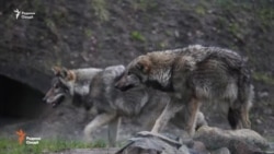 Гург дар Шуғнон як кӯдаки 3-соларо кушт