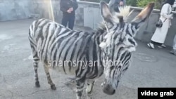 Արտապատկերում Shamshyan.com-ում հրապարակված տեսանյութից
