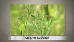 Камни жертв Холокоста