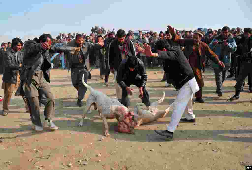 Spectators look on as two fighting dogs attack each other during weekly dog fights on the outskirts of Kabul, Afghanistan. (AFP/Noorullah Shirzada)