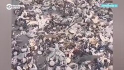 Загрязнение Тихого океана на Камчатке – массово гибнут морские животные (видео)